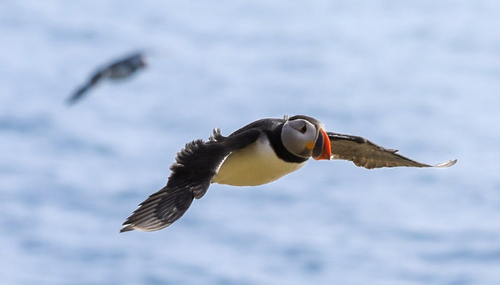 Puffin Watching tour by boat